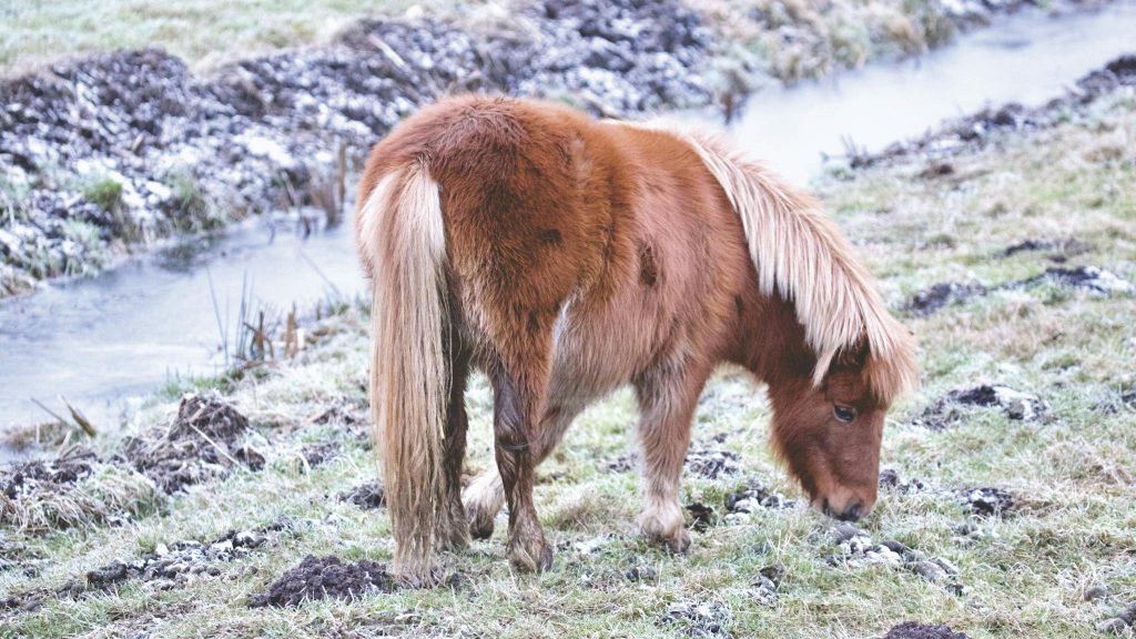 Horse on Field