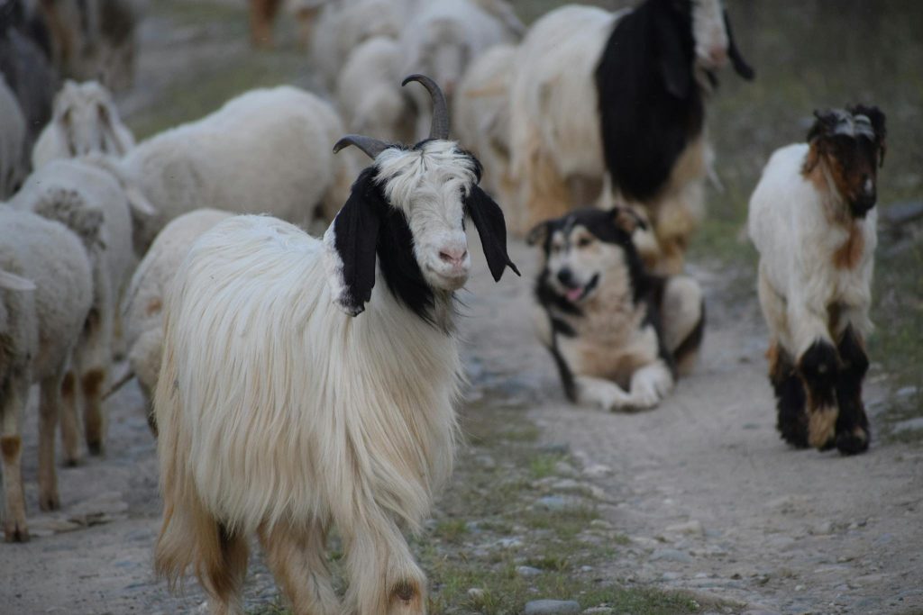 White and Black Sheep on Green Grass Field